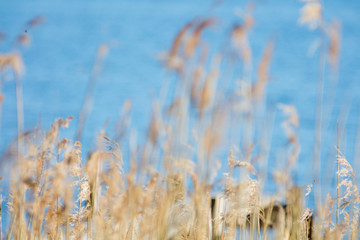 Short focus on grass against lake backdrop