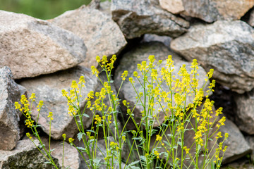 Yellow flowers against grey stone wall