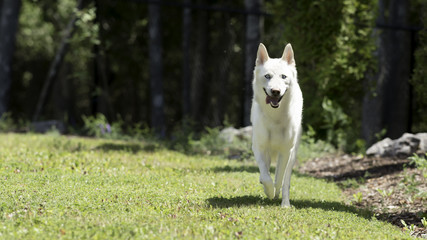 White Husky