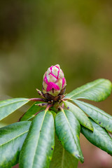 Rhododendron bud about to bloom