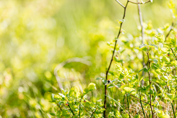 Bumblebee among blueberry plants