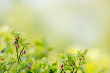 Closeup of blueberry plant