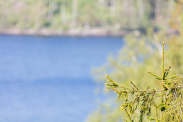 Fir branch set against blurred lake backdrop