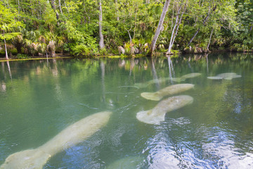 Manatee swimming up the beautiful Silver River in Florida to stay warm in the winter