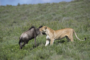 Animal