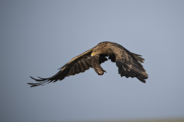Animal