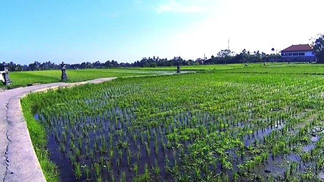 Rice plantation, agricolture in Bali