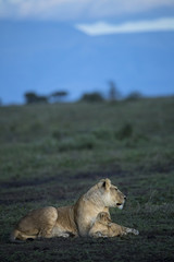 Animal