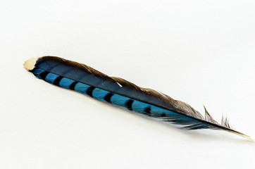 Macrophotograph of a single Blue Jay Feather