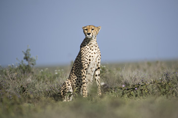 Animal