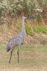 Sandhill Crane