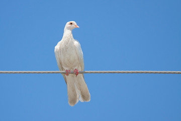 White Dove on a Wire