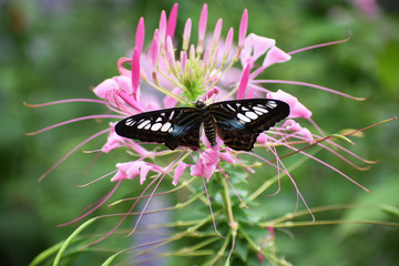 black butterfly on pink flower