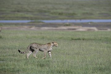 Animal