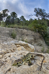 Animal