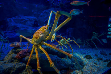 Huge Japanesse spider-crab inside of the aquarium of Osaka in Japan