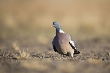 Animal