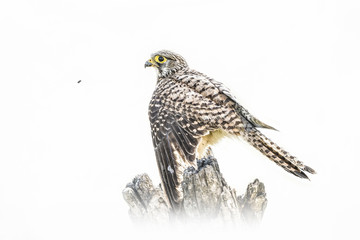 Animal