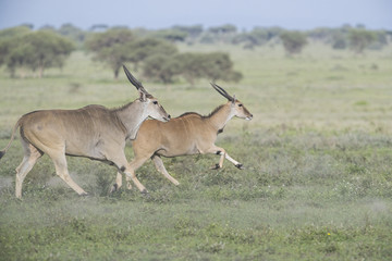 Animal
