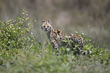 Animal