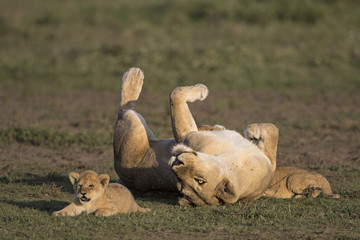 lion