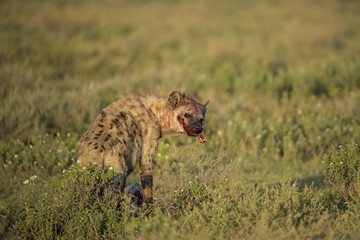 Animal