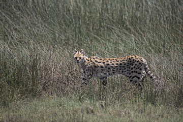 Animal