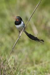  Strange tailed Tyrant