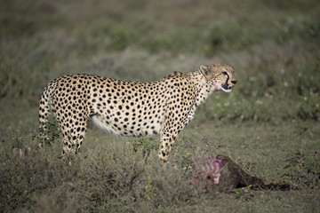 Animal