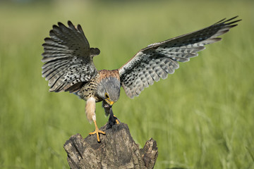 Animal