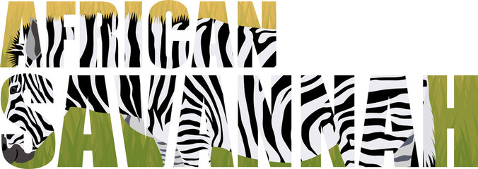 vector zebra illustration