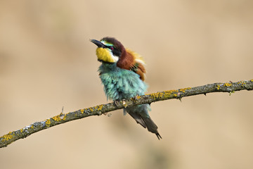 Animal