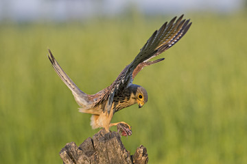 Animal