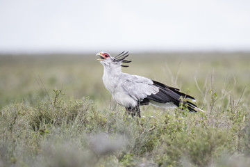 Animal