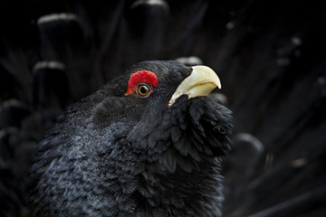 Animal