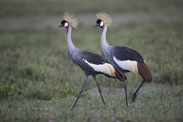 Obraz premium Animal