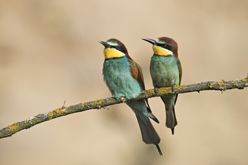 Fototapeta premium Animal