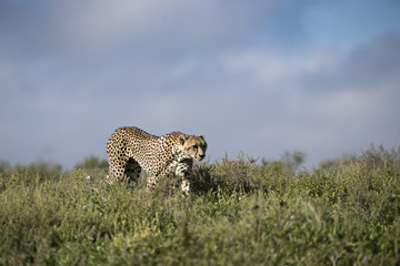 Obraz premium Animal