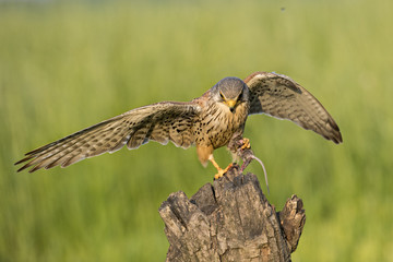 Animal