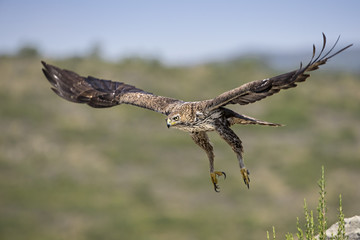 Animal