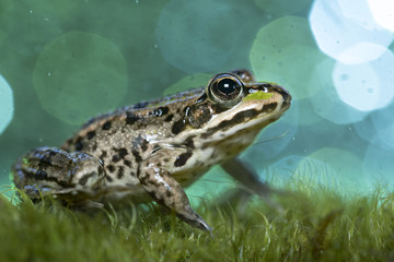 Animal