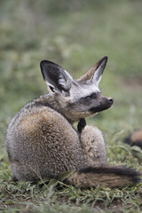 Obraz premium Animal