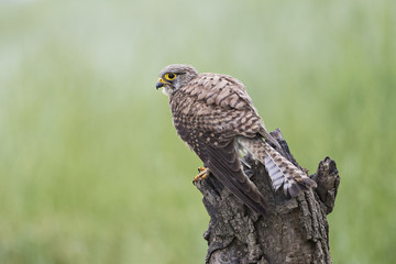Animal