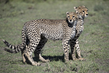 Animal