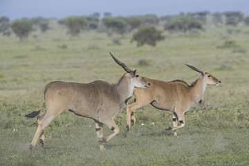 Animal