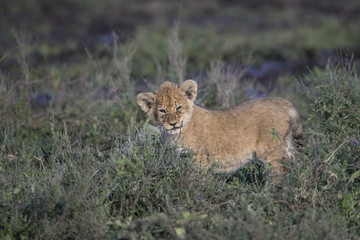 lion