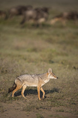 Animal