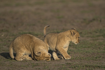 lion