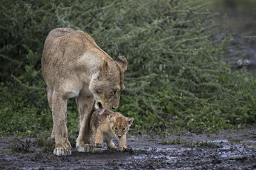 lion