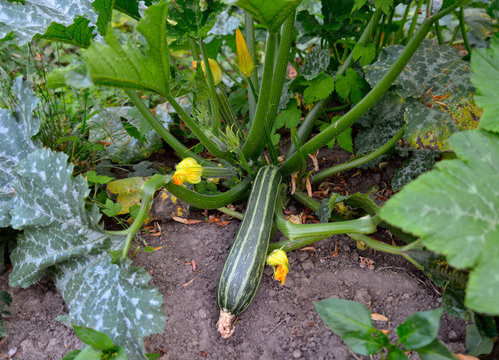 Striped zucchini in growth in the vegetable garden.